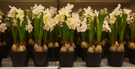 Flowering plants, several pieces, close-up. Sale of indoor ornamental plants