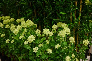 Flowering plants, several pieces, close-up. Sale of indoor ornamental plants