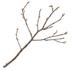 dry twig branch without leaves