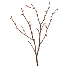 Obraz premium dry twig branch without leaves