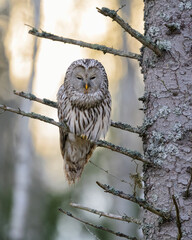 Ural owl in the forest at sunrise