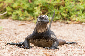 Galapagoes Marine Iguana