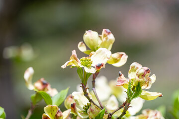 春に咲くハナミズキの花