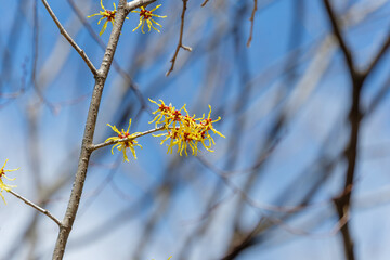 青空に映えるマンサクの花