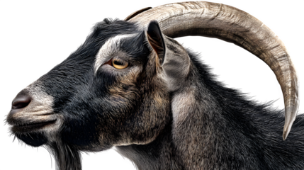 Hyper-Realistic Nubian Goat with Curved Horns - Isolated on Transparent background