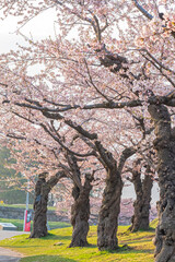 Obraz premium 北海道 函館五稜郭公園の春