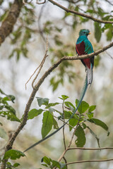 Resplendent Quetzal, Pharomachrus mocinno, from Savegre in Costa Rica with blurred green forest in background. Magnificent sacred green and red bird