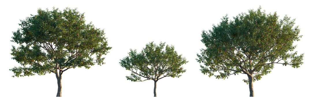 Malus pumila tree with red fruits isolated png on a transparent background premium realistic cutout foreground tree (cultivated apple, dwarf apple