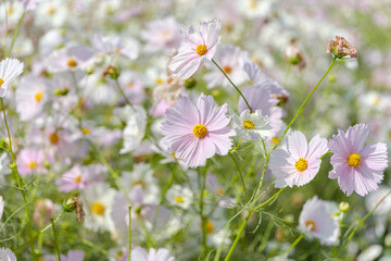 初秋に揺れるコスモスの花畑