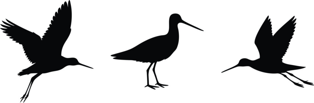 Bar tailed godwit silhouette vector image