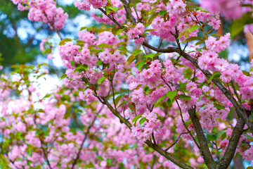 Vibrant Cherry Blossom Tree In Full Bloom During Spring Season