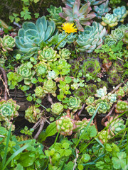 close up of succulents plants