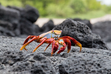Galapagos Red Crab