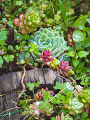 close up of succulents plants