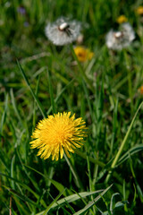 General stock. Gardening. .Taraxacum officinale - Dandelion. The yellow flowers form an essential spring source of nectar for pollinators. ...paardebloem, april,