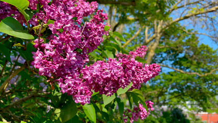 Amsterdam The Netherlands ..General stock. Gardening. ..Syringa flowers in Westerpark..flower, flowers, flowering, mauve , april, spring, selective focus, lilac, © Stuwdamdorp