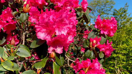 Amsterdam The Netherlands ..General stock. Gardening. ..Rhododendron flowers in Westerpark.flower, flowers, flowering, pink,  , april, spring, selective focus,