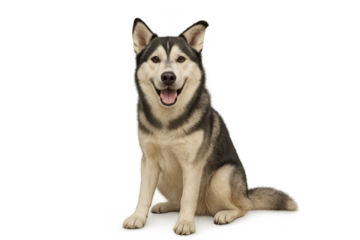 Happy Alaskan Malamute Sitting on Floor with Cheerful Expression