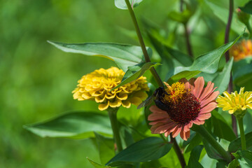 ジニアの花に訪れるクマバチ