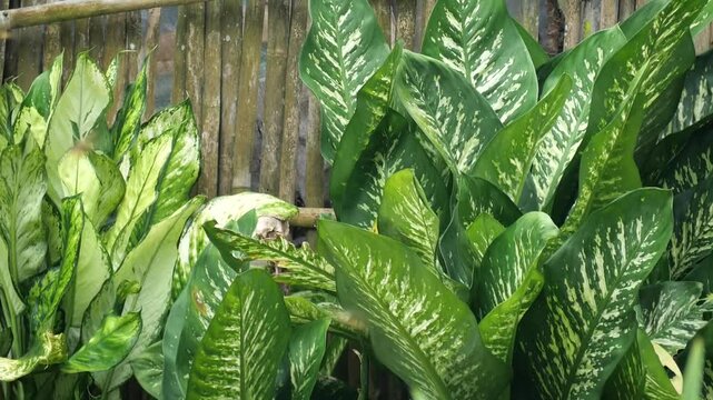 Taro plant thrives in wetlands, while dragonflies hover nearby, symbolizing balance in tropical ecosystems