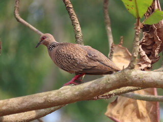 A dove