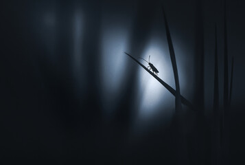Silhouette of an insect in the grass against the moonlight. Atmospheric photography that conveys the mystery, enigma and beauty of nature. Minimalistic image of the beauty of macro nature.