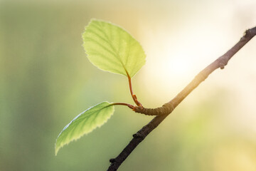 Close-up of young green leaves on a tree branch in the rays of soft spring sun. Ideal illustration for projects dedicated to nature, ecology, healthy lifestyle, spring renewal and growth.