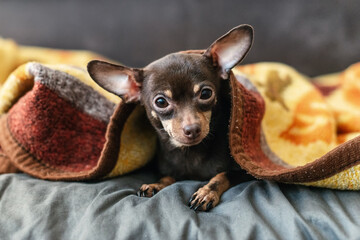 A small puppy Russian Toy Terrier, Chihuahua, wrapped in a blanket. The image conveys coziness, comfort, cuteness, love for animals and homeliness. A touching and attractive image of pets.