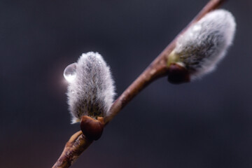 Close-up of fluffy grey-burgundy pussy willow buds with a transparent drop of dew on a dark blurred background in the "bokeh" style. Suitable for spring projects.