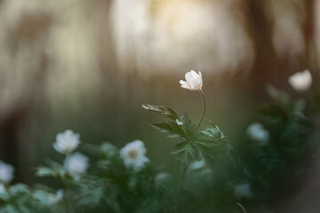 Delicate white anemone flowers in the forest. The image conveys spring, nature, freshness and...
