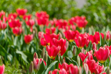 満開の赤いチューリップ畑