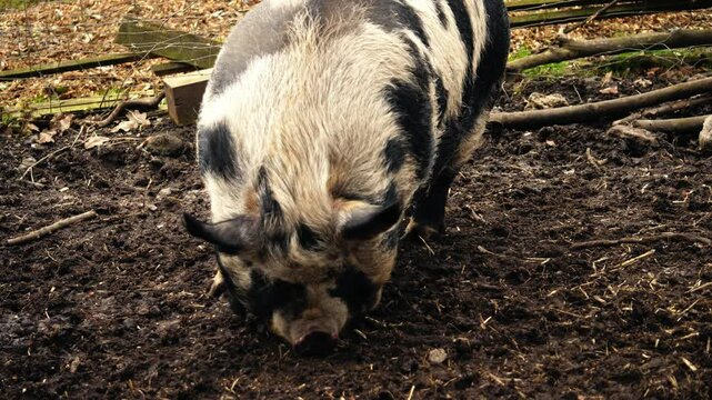 Pig in dirt looking for food