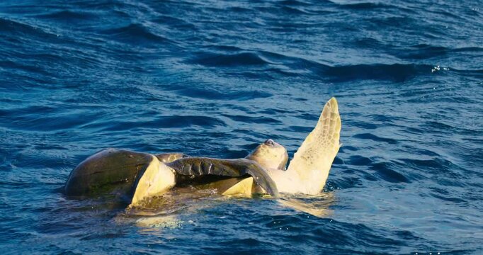 Mating of sea turtles in the open ocean. Olive ridley sea turtles or Lepidochelys olivacea during the mating games. The life of marine reptiles. Wildlife in slow motion