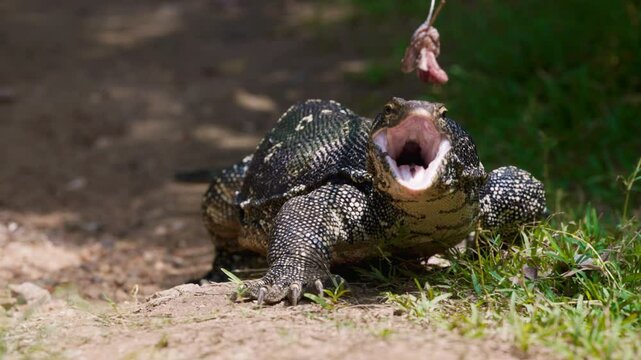 Portrait of a beautiful giant Asian water monitor lizard, Striped monitor lizard, local name kabaragoya, Latin. Varanus salvator. monitor lizard is feeding. Slow motion video