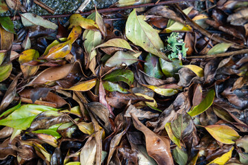 Fallen leaves from New Zealand trees on the ground