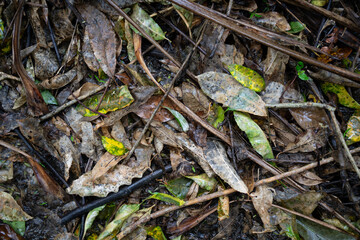 Fallen leaves from New Zealand trees on the ground