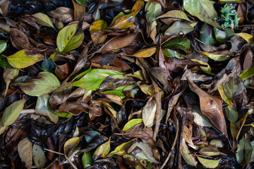 Fallen leaves from New Zealand trees on the ground