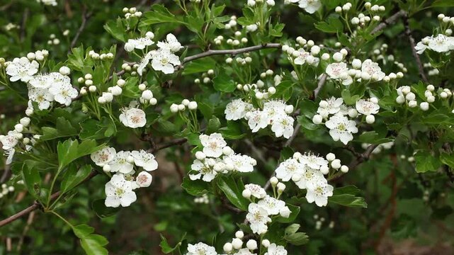 Closeup of Hawthorn, Crataegus monogyna, in flower in Spring. England. UK