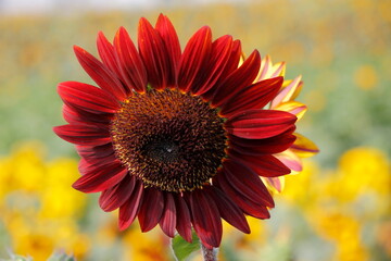sunflower on a white background