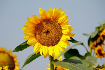 sunflower on a white background
