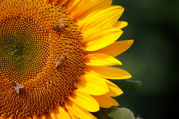 sunflower on a white background