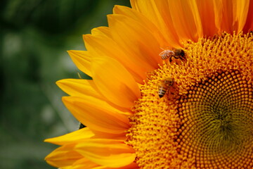sunflower on a white background