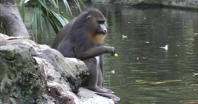 A group of mandrills playing	