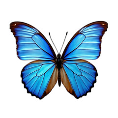 Vibrant Blue Morpho Butterfly Isolated on transparent Background