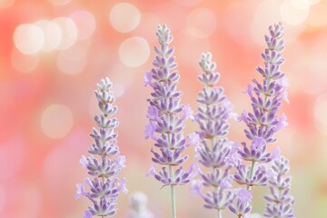 Obraz premium Delicate lavender blossoms against a soft, pastel background.