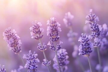 Fototapeta premium Delicate lavender blossoms in soft pastel hues.