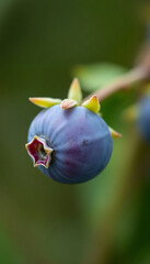 close up of a blue berry on a tree