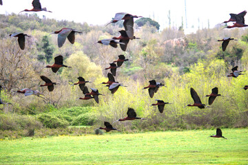 Ornithology. Flock of glossy Ibis (Plegadis falcinellus) landing on green meadow. Bird, animal idea concept. Group glossy Ibis. Motion blur. Grainy, noisy.