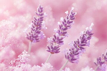 Obraz premium Delicate lavender blossoms in soft pink background.