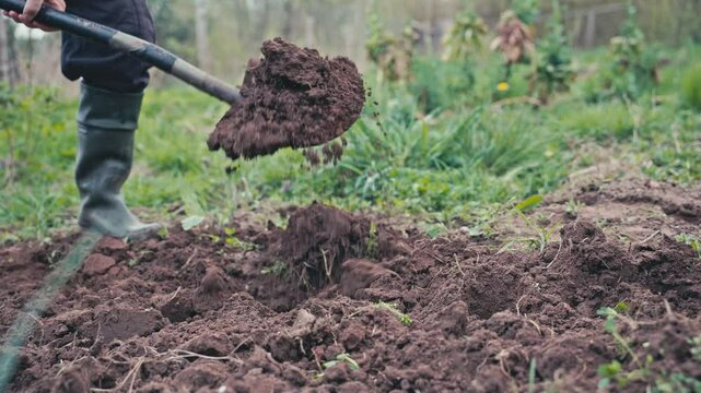 Farmer digging soil with shovel. Preparing soil for organic vegetable cultivation.